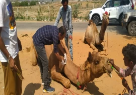 14 years of compassion: How a Jaipur centre is rescuing & healing camels